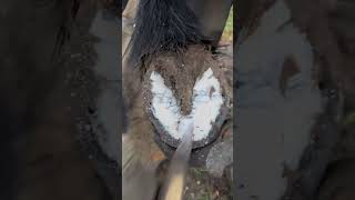 Satisfying Horseshoe Removal #Farrier #Asmr #Satisfying