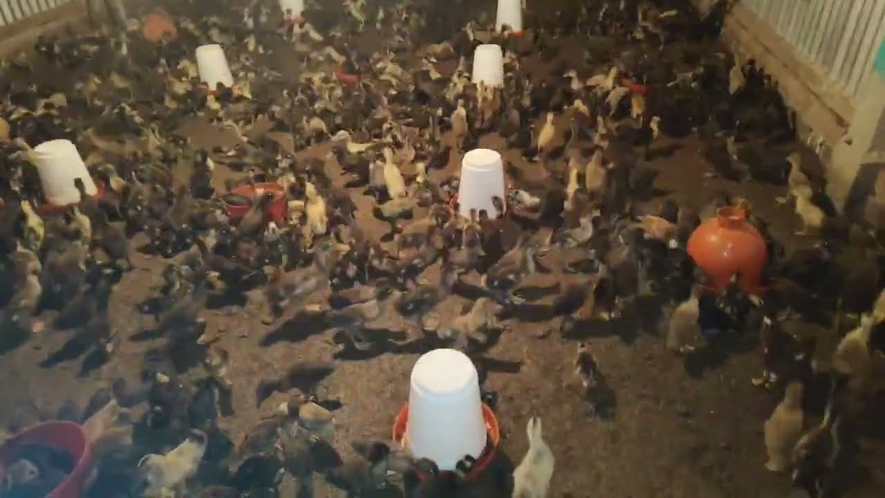 Pati hahor puwali 15days 