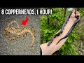 Cruising copperhead road in alabama spring snake hunting in the southeast