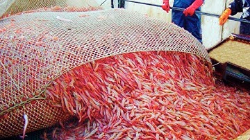 The Incredible Process of Catching and Processing Shrimp.