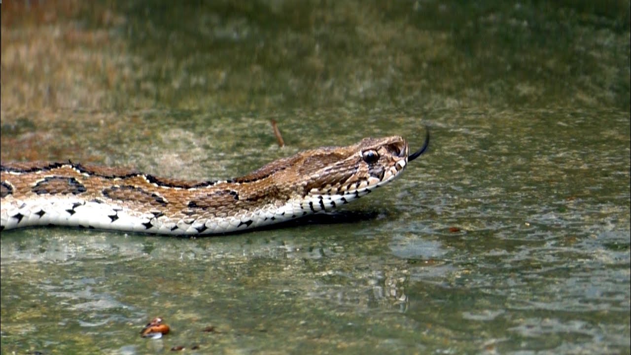  A Species Of Venomous Snake Russell Viper Rescue At: Torabantia, Khaparapada, Odisha, India