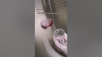 Catalase test Biochemical test #lab #microbiology #medtechstudent #laboratory #microbiology #cls #mt