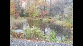 Pond Time Lapse 4 Leaves In The Rain