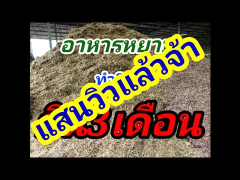สูตรอาหารหยาบ (อาหารหมัก)ทำเองได้ง่ายนิดเดียว ทำแค่3วันกินได้3เดือน#พูดจาภาษาวัว