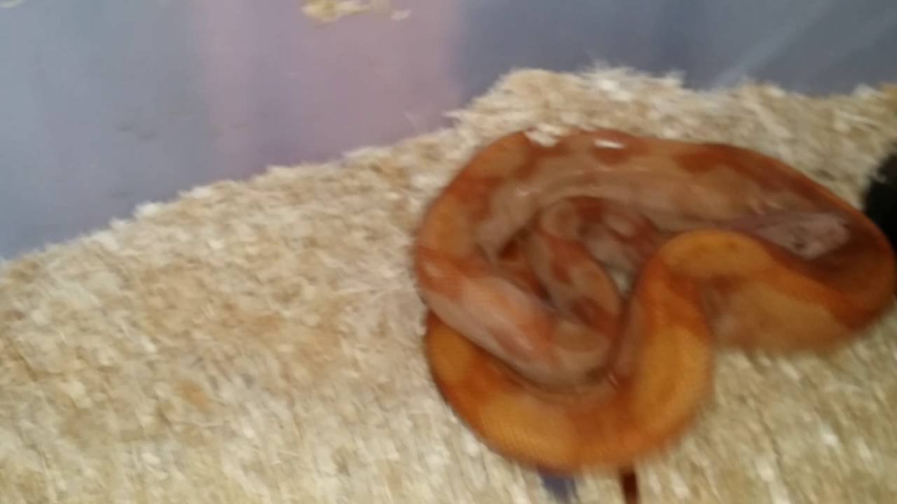 snake oil Tour of Snake Room With Retics and Boas