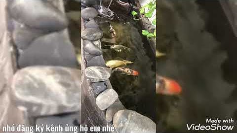 Hồ Cá Koi 1,2 Khối - Nuôi 5 Em Cá Koi F1 Đẹp Của Em Nghĩa Ở Biên Hòa, Đồng Nai - Lọc Tốt - Cá Dạng