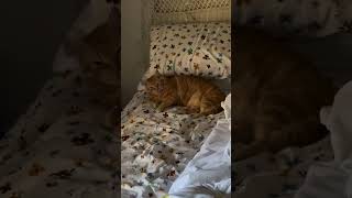 00123 geeb is a chronic spot stealer 😴 #cat #catsofinstagram #instacat