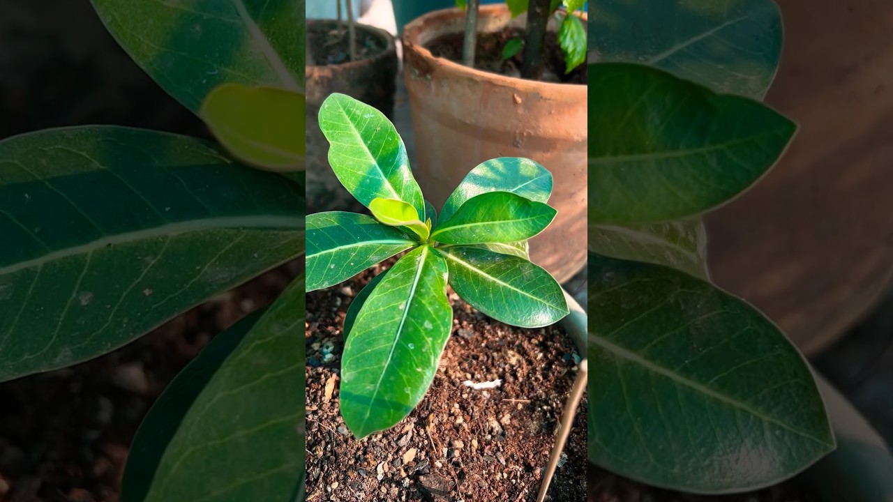 Adenium Swazicum Plant Flower October देखिए 