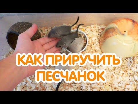 Видео: Уход за песчанками: о питомцах песчанок