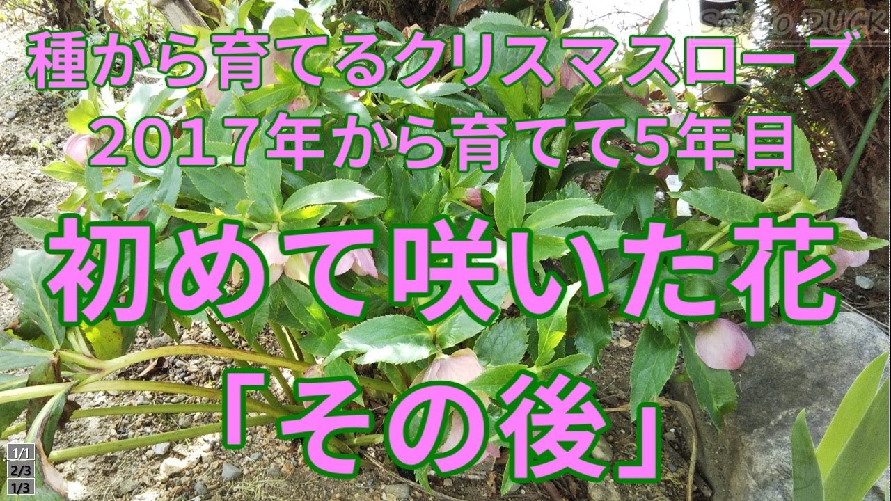 種から育てるクリスマスローズ「5年目で咲いた花、その後」 - YouTube