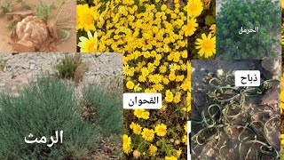 أسماء النباتات العطرية الصحراوية الجميلة