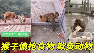 【2020沙雕动物】【猴哥出來搶劫了】承包你一年的笑點 猴子連偷帶搶打劫人類 智商太高都會使用工具了 居然還欺負狗子猴子搞笑視頻合集 Everyday Monkey Funny Videos