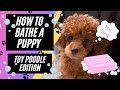 How to bathe a puppy (Toy Poodle)