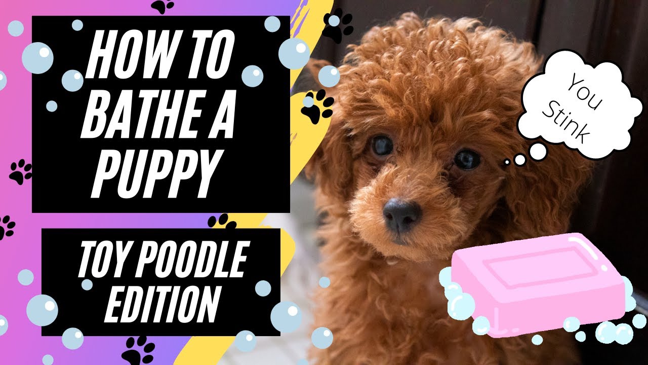 How to bathe a puppy (Toy Poodle) YouTube