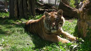 Bengalski tigrovi stari godinu dana