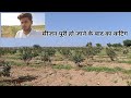 सीजन पूरी हो जाने के बादका कटिंग #anar #pomegranate #farmer #farming