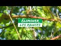 Ref:nb0xfUGbedE Conseils pour �liminer efficacement les ronces