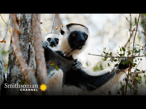 Indris: Largest Species of Lemur in the World 🤩 Madagascar: Africa's Galapagos | Smithsonian Channel