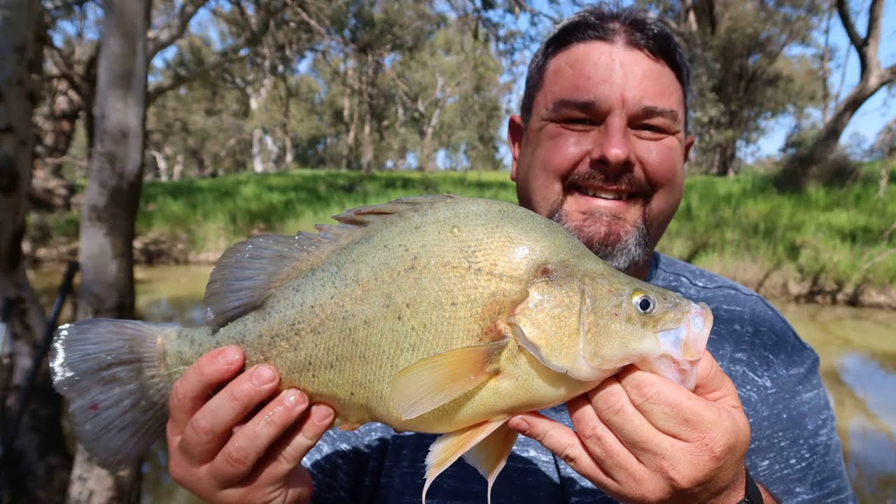Bait fishing for yellowbelly or Golden Perch YouTube