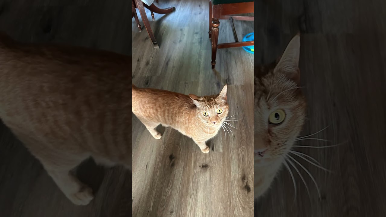 He’s so cute isn’t he 