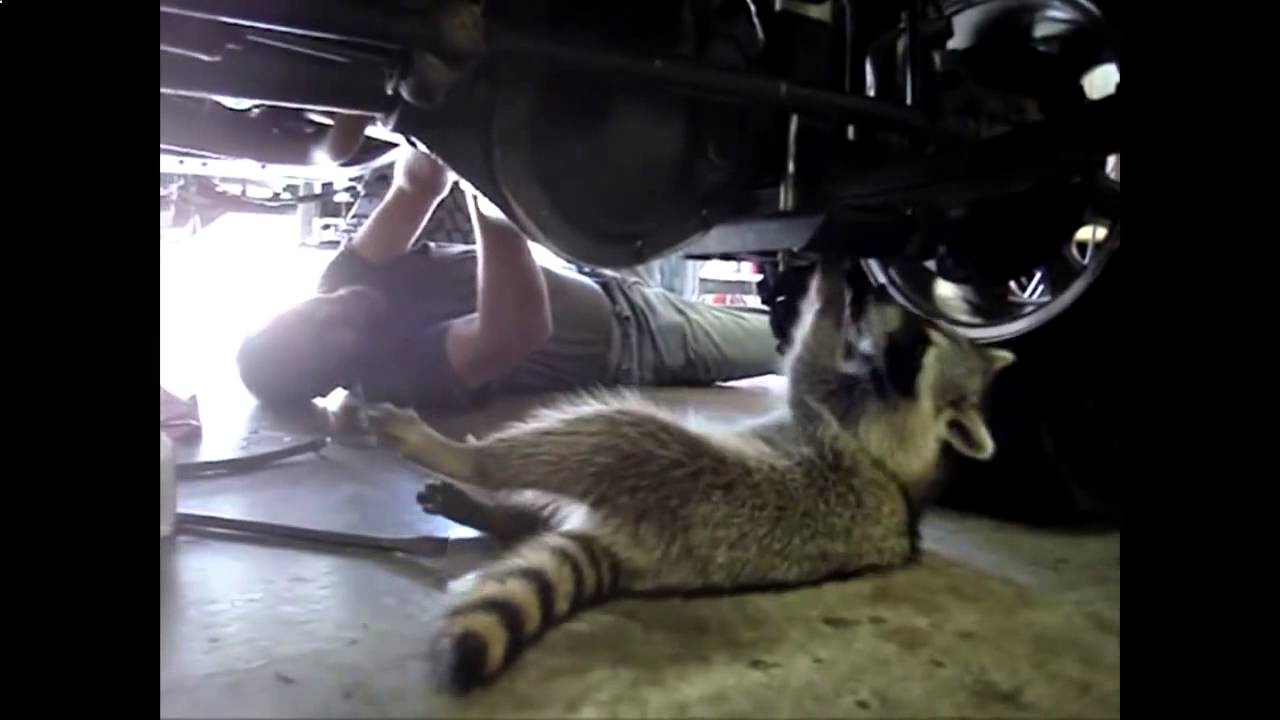 Кот механик картинки