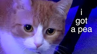 offering a sugar snap pea to my cat biscuits