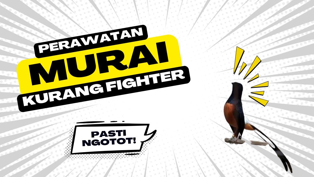 Perawatan Murai Batu Kurang Fighter, Pasti Ngotot JUARA‼️