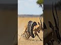 How Early Humans Adapted and Thrived Part 3 #snake