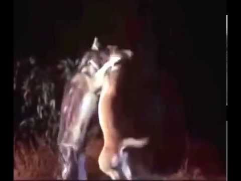 Watch Old Yeller Full Movie Watch Old Yeller Full Movie