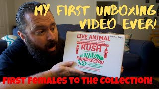 First Unboxing! Three Ball Pythons!