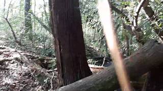 Trying to get my tree knocks with the new paddle to sound right