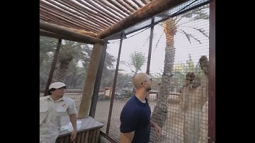 Andrew Tate Vs Lion
