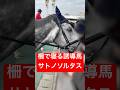 【癒し】 柵の上に顔を乗せてのんびりする誘導馬・サトノソルタス(2025/11/8) #競馬 #癒し #誘導馬 #shorts