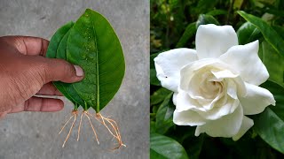 Easy Way To Grow Gardenia From Gardenia Leaves Immediately Roots 100% Successful New Idea