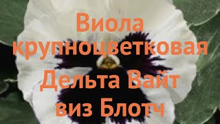 Виола крупноцветковая Вайт виз Блотч 🌿 Вайт виз Блотч обзор: как сажать, семена виолы Вайт виз Блотч