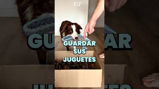 Así le enseñamos a guardar sus juguetes a Tiberius 🐶🐾
