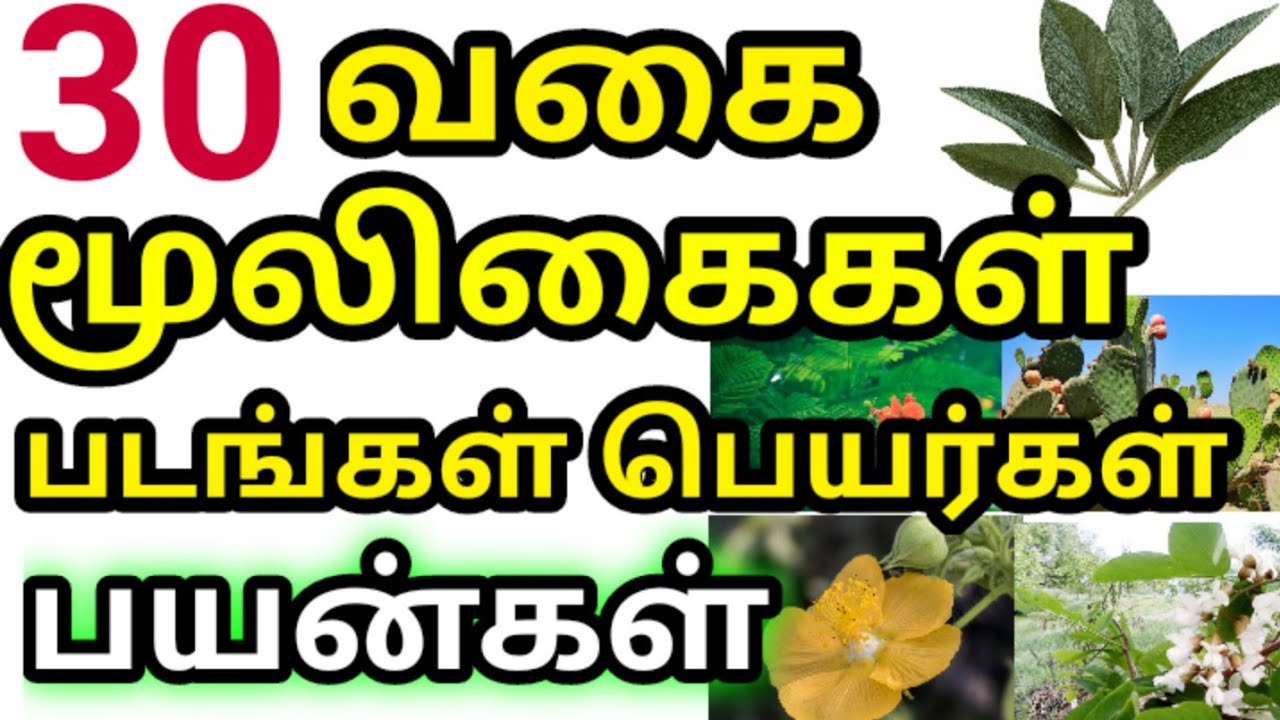 Herbal Plants Names herbal-plants-names