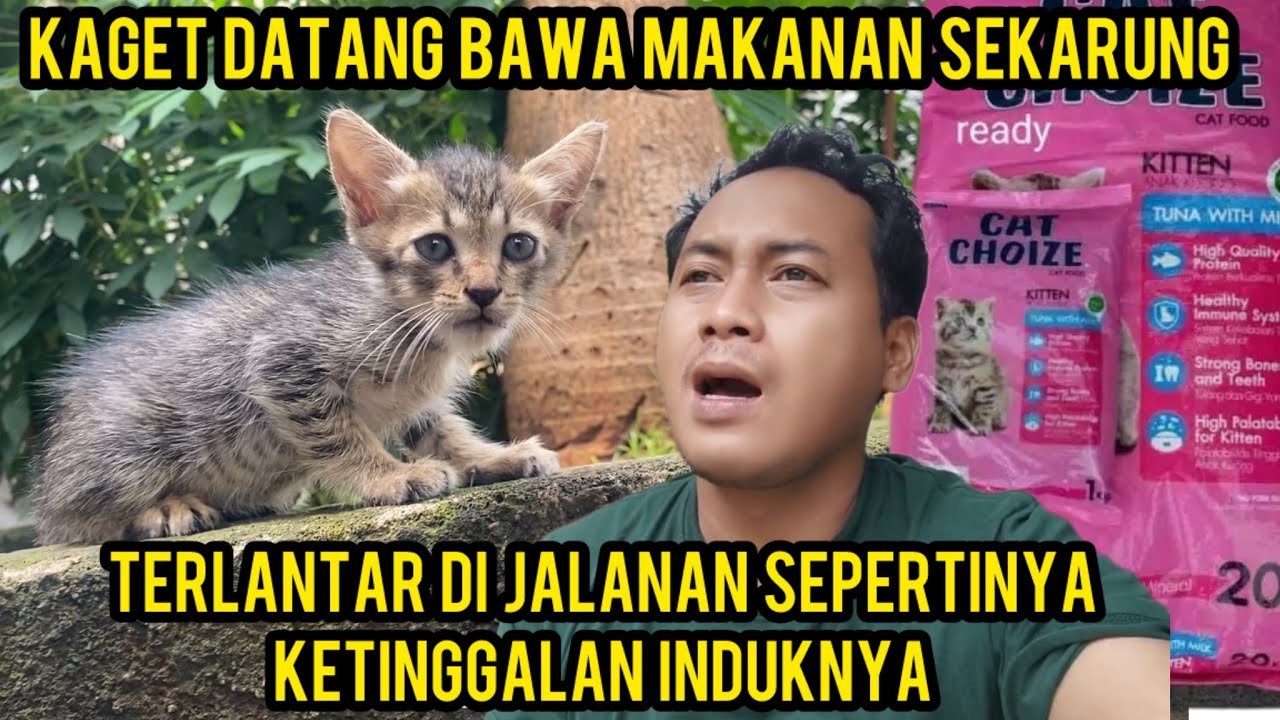 Masya Allah Anak Kucing Terlantar Datang Bawa Makanan Kucing Sekarung Ke Cats Lovers Tv..‼️