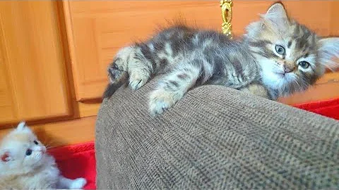 Video 11207151: cats kitten catlover pets, kitten catlover pets funny, catlover funnycatvideos kitten, kitten catlover pets cute, kitten fight funny