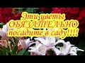 Эти цветы обязательно  посадите в саду.Лилии.Лилии азиатские.Лилии восточные Ландшафтный дизайн.