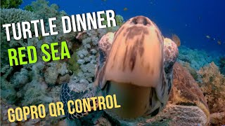 Turtle goes out for dinner, Red Sea 4K