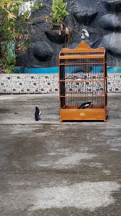 Burung Kacer Liar Kalimantam Narung