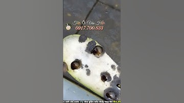 Thăm Ốc Bươu Đen Của Khách Ở Mỹ Tú Sóc Trăng Cũ Nuôi Trên Bể Bạt Cái Kết