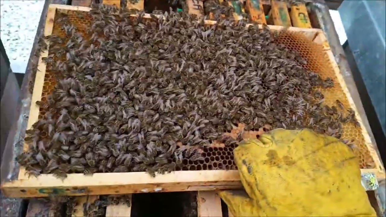 Včely plodují a to krásně, Vysočina má včelstva již v pokročilém jarním rozvoji.