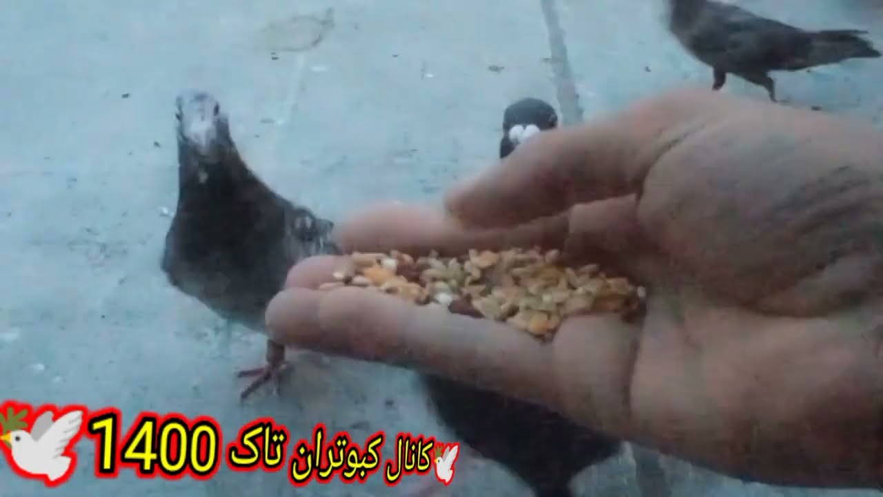 آب و دان کبوتر.اندازه دان کبوتر وچند نکته مهم حتما رعایت کنید