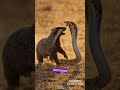 Honey Badger vs Lion: The Most Fearless Animal Wins 🦡🦁