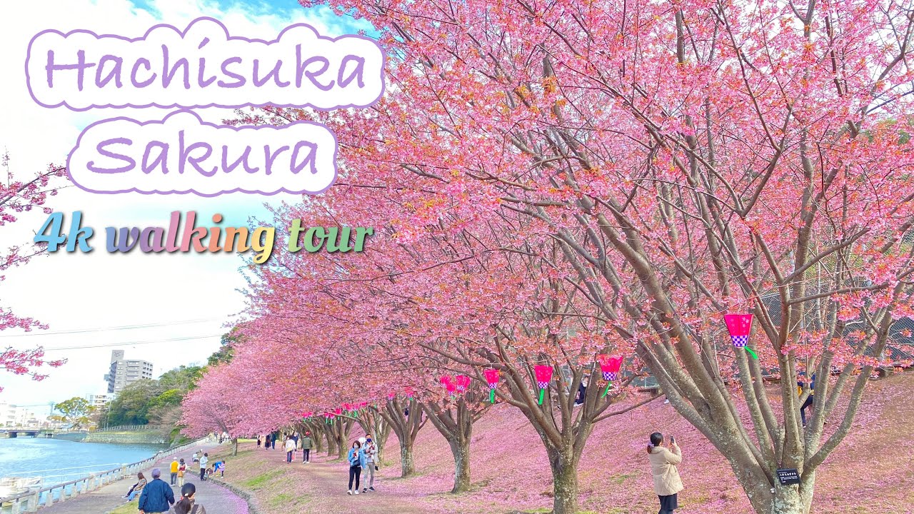Tokushima Japan Hachisuka Cherry Blossoms Fall March 22 4k Walking Tour Insta360 One R 蜂須賀桜 Youtube