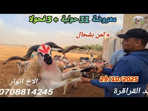 اليوم في ضيعة الاخ انوار فكيسر 31 حولية 3 فحولا مع دكر الثمن بتارخ 29 10 2025