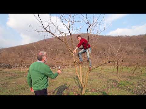 ხურმის ბაღის გასხვლა