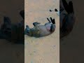 Partió Pal otro mundo firulais. 💥🐶😢